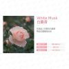 【璞珈妮】香水潤膚乳液（白麝香／520ml）Bouquet Garni